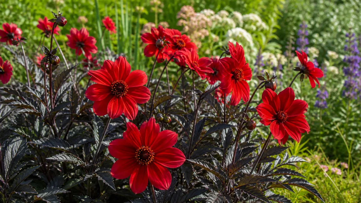 Dahlia 'Bishop of Llandaff' shown as an editorial garden illustration in a lush northern garden setting