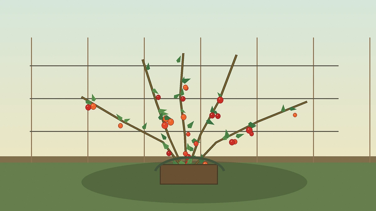 Young goji berry planted beside a simple wire support in free-draining soil