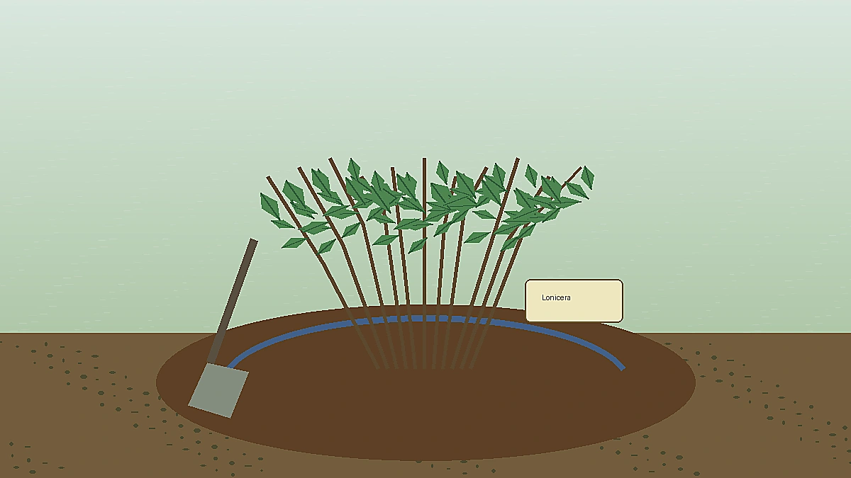 Young honeyberry shrub planted in moisture-holding garden soil