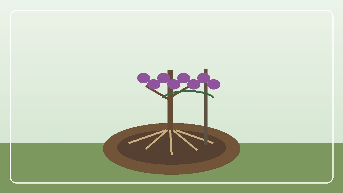 Plum tree with ripe purple plums in a garden