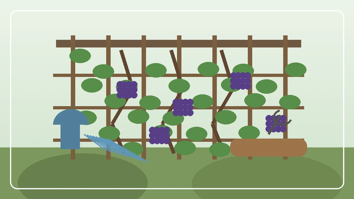 Grapevine with dark grape clusters on a sunny wall