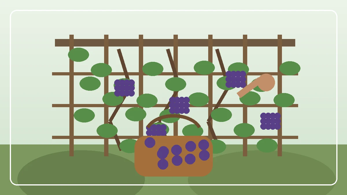 Grapevine with dark grape clusters on a sunny wall